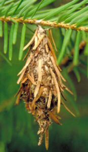 Bagworm