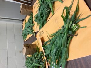 corn plant samples