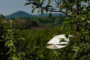 Cover photo for WNC Orchard Insect Pest Populations - June 2, 2021