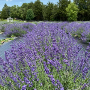 Cover photo for Gaston Grower Spotlight- June 2021