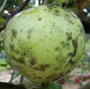 Flyspeck Sooty Blotch on Apple