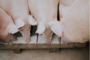 Cover photo for Reducing Summer Heat Stress on Hogs