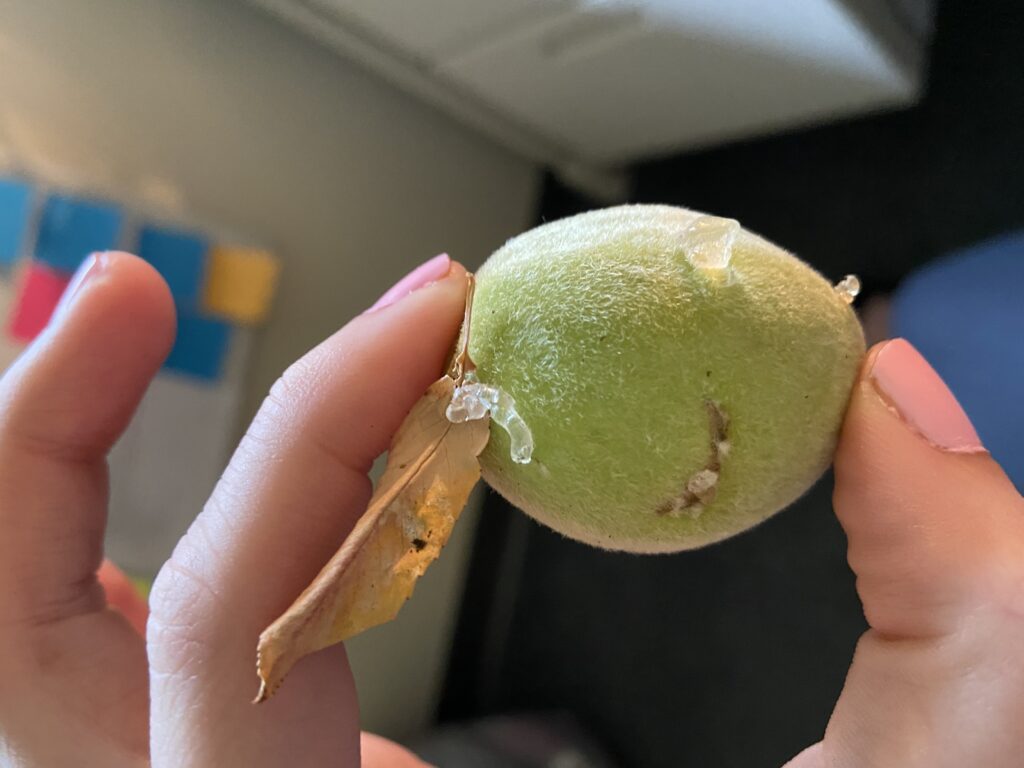 Peach Fruit Gummosis N.C. Cooperative Extension