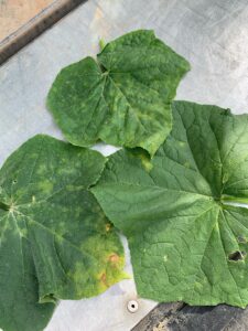 Leaf with cucumber downy mildew symptoms