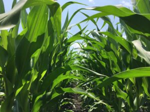 Cover photo for Is Your Corn Well Fed