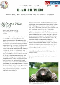 Moles and Voles, Oh My! — Written By Rob Hawk and updated by Melissa Vaughn and Chumper Walker Woodland or Pine Vole rodent Voles eat roots from garden vegetables, bulbs, and bark. You most likely deal with pine and meadow voles. Meadow voles spend most of their time above ground while pine/woodland voles are more burrow dwelling and usually have an extensive subsurface trail system that is excavated about 1 to 2 inches deep. These burrows open to the surface and often connect to above-ground runways. These burrows are small since voles are the size of plump mice. They can be a serious outdoor pest, damaging the root system on many landscape and garden plants or even girdling trees when feeding on their bark. The best way to control a vole epidemic is to set large spring loaded mice traps baited with apple slices or peanut butter near the tunnels. You can also discourage voles from invading your yard by keeping the grass mowed short and reducing the amount of thatch in the lawn. There are also poisons that can be used to kill voles but one must consider potential risks with pets, children, or non-target animals. Read the label in its entirety before using any vole poison products to avoid illegal usage and/or unintended harms. Mole Moles have large paddle-like forefeet used for digging. Image by Michael David Hill, Wikimedia Moles eat insects, worms, and other invertebrates living in your soil. Moles are not considered rodents. The tell-tale sign of moles is the visible ridges that are seen as a result of tunneling in the lawn. There is a tendency to try to control moles by applying grub killer to your lawn. Sometimes this isn’t a recommended approach since moles eat more than just grubs. The star-nosed mole, found mostly in the mountains and coastal plains, is listed as a NC Special Concern Specie and is protected by law. Reference NC law 15A NCAC 10B .0106 WILDLIFE TAKEN FOR DEPREDATIONS, found on the NCDA website for more info. The eastern mole and the hairy-tailed mole are under consideration for designation as pests. Currently, the use of poison is not labeled for moles in North Carolina. A easy control method is to simply put on your heavy boots and stomp on the ridge tunnels to flatten them. In the meantime, trapping is the recommended avenue for mole control. Article submitted by Chumper Walker, EBCI NC Cooperative Extension Director Original Article by Rob Hawk, Swain and Jackson County NCCE Director