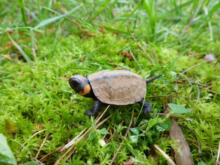 The Turtles of the High Country N.C. Cooperative Extension