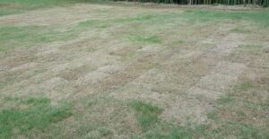 Cover photo for Now Available: Key to Turfgrass Insect Damage