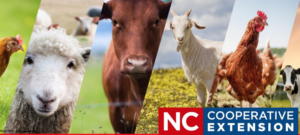 Cover photo for LIVESTOCK NEWSLETTER Summer / Fall 2021