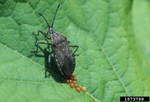Squash Bug