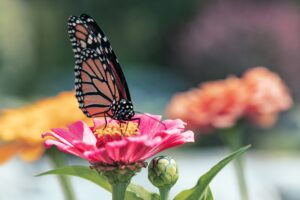 Cover photo for National Pollinators Month