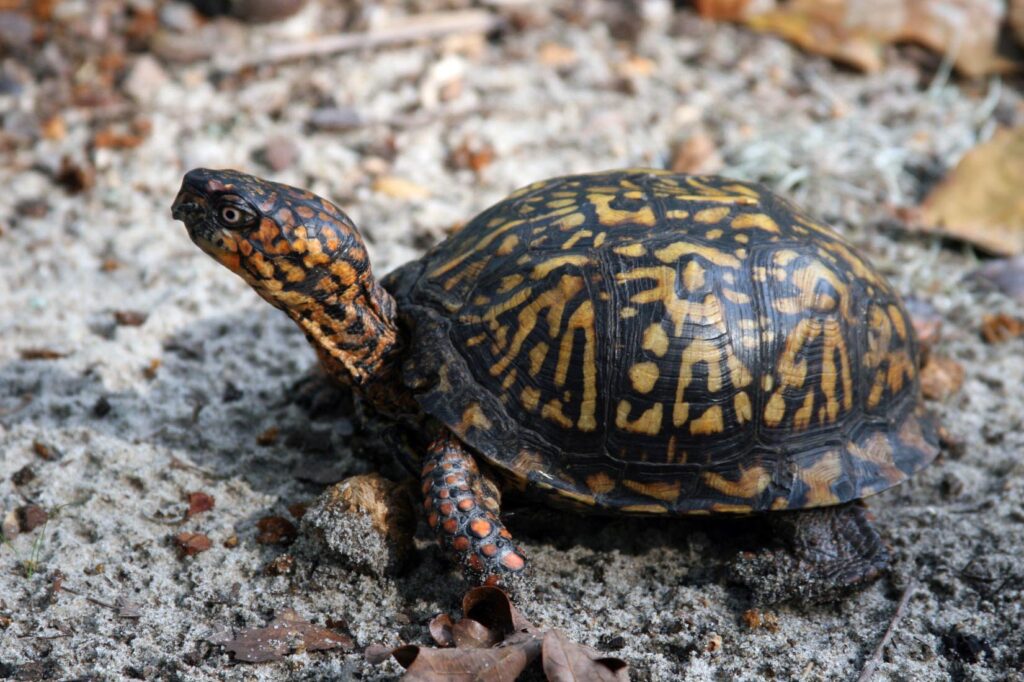 The Turtles of the High Country N.C. Cooperative Extension