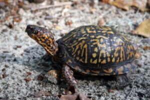 box turtle