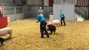 Youth Showing Livestock