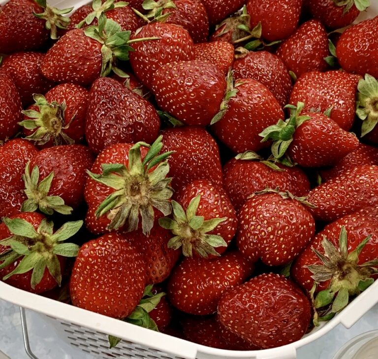 Strawberry Season Finally Arrives N.C. Cooperative Extension