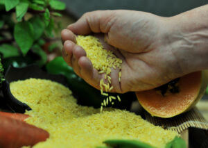 Cover photo for Philippines Becomes First Country to Approve Nutrient-Enriched “Golden Rice” for Planting