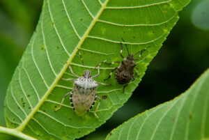 Newly-molted adult brown marmorated stink bug and nymph