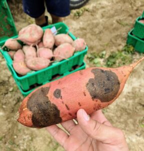 Sweetpotato black rot