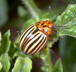 Cover photo for Colorado Potato Beetles
