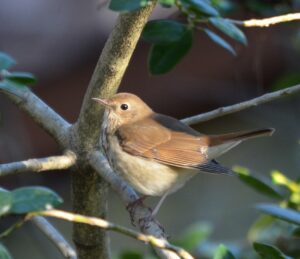 bird on tree limb