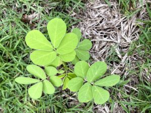 Cover photo for Sicklepod - Weed ID Wednesday