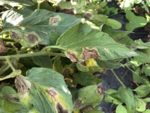 Late blight on tomato