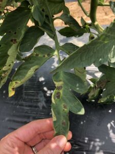 photo credit: Inga Meadows Caption- Symptoms of early blight can be seen with Lesions developing on lower leaves as small, brownish-black spots.