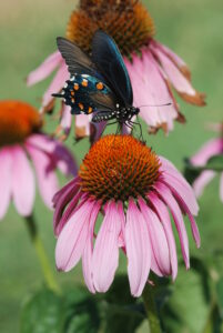 Butterfly on Coneflower