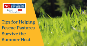 Tips for Helping Fescue Pastures Survive the Summer Heat