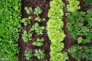 Cover photo for A “FAIR” Fall Garden