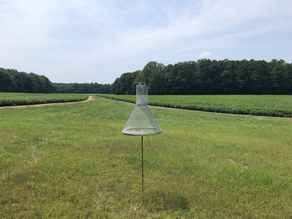 Corn Earworm / Bollworm Flight Has Started NC State Extension