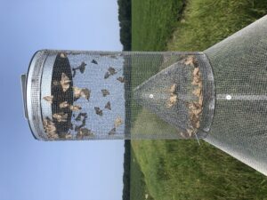 Cover photo for Corn Earworm / Bollworm Flight Has Started