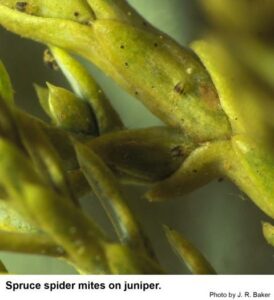 Cover photo for PEST ALERT- Spruce Spider Mite