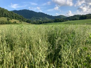 milk oats growing in a mountain field