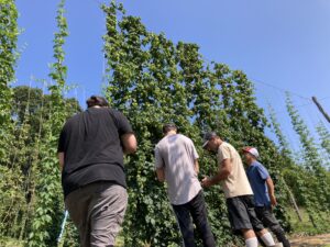 four brewers looking at new hop lines at NC State