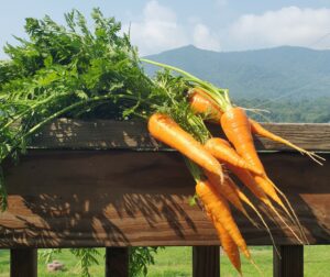 carrots in the mountains