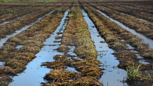 A flooded farm field in North Carolina.