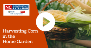 Harvesting Corn in the Home Garden