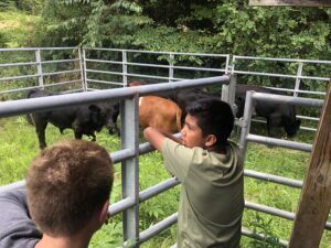 Cover photo for Henderson County Youth Livestock Judging Interest Meeting