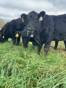 Cover photo for November Livestock and Forage Tips