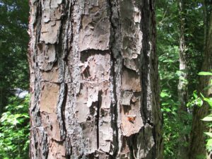 Cover photo for Loblolly, Shortleaf or Longleaf? the Bark Will Help