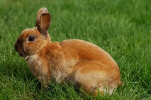 Cover photo for Pitt County Fair Youth Rabbit Show