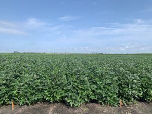 Cover photo for 2021 North Carolina Soybean Yield Contest