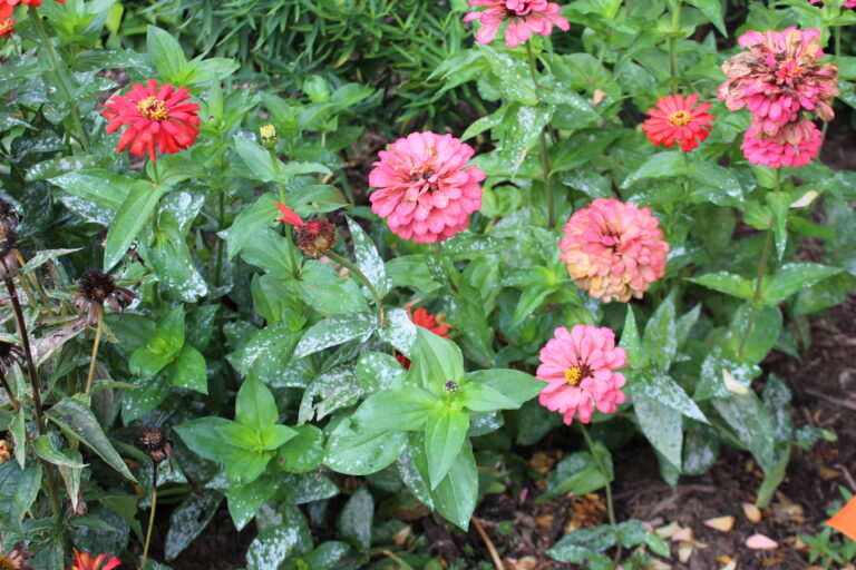 What Do I Do About Powdery Mildew in My Garden? N.C. Cooperative