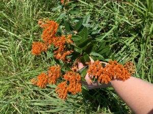 Cover photo for Milkweed, Hemp Dogbane, and Butterfly Weed
