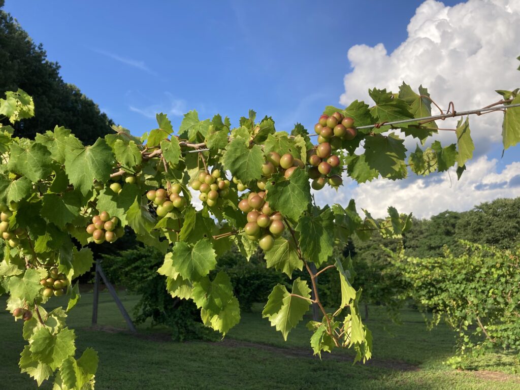 Why Grow Muscadines? N.C. Cooperative Extension