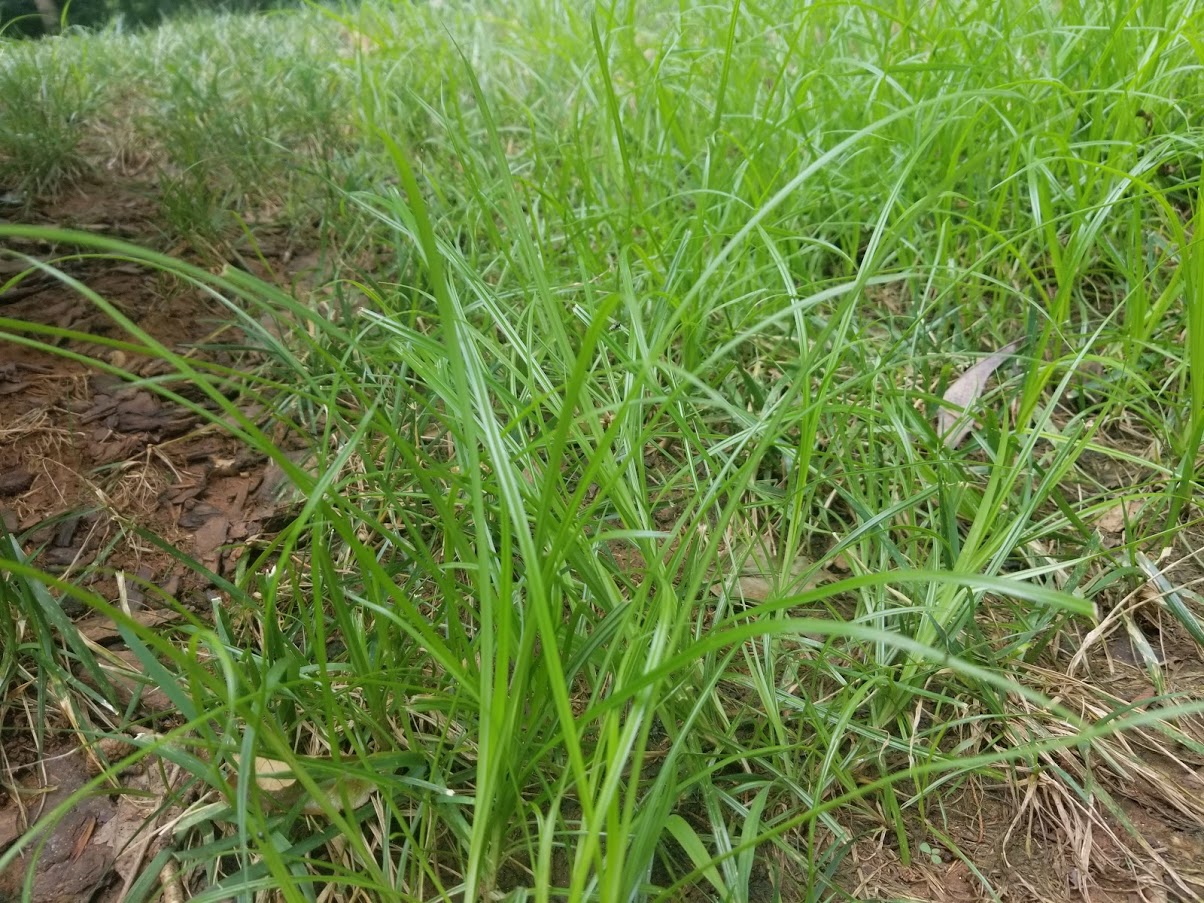 Pond Weeds, Nutsedge, and Dead Spots in Grass Q&A N.C. Cooperative