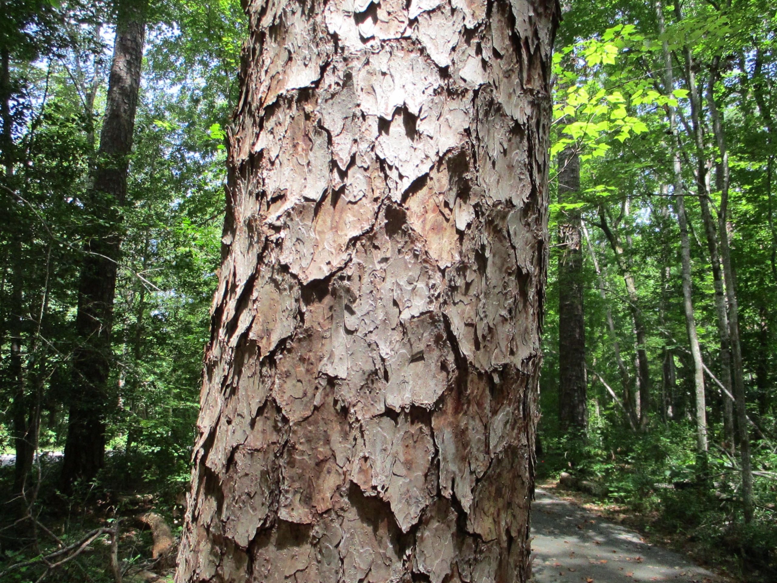 Loblolly, Shortleaf or Longleaf? The Bark Will Help N.C. Cooperative