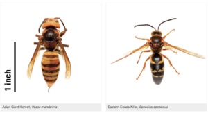 Cover photo for Do I Have Murder Hornets?