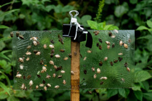 Brown marmorated stink bug trap